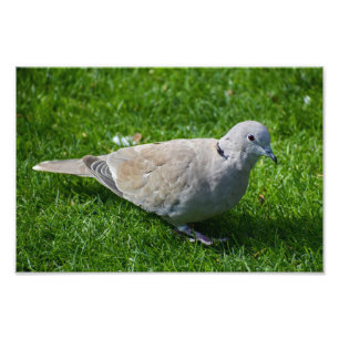 Mooie Collared Dove Foto Afdruk