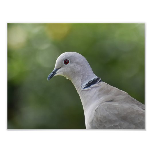 Mooie Collared Dove Foto Afdruk (Voorkant)