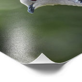 Mooie Collared Dove Foto Afdruk (Hoek)