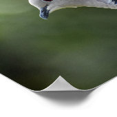 Mooie Collared Dove Poster (Hoek)