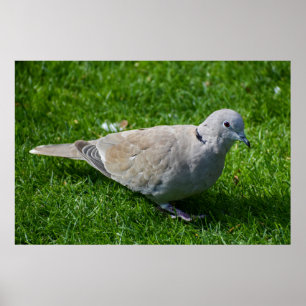 Mooie Collared Dove Poster