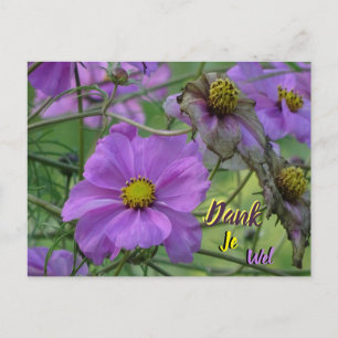 Mooie Cosmea Bloemen Bedankt Ansichtkaart Briefkaart
