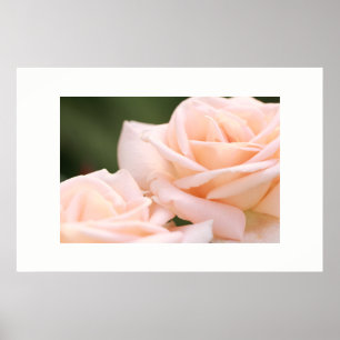 Mooie Crème Rozen Poster