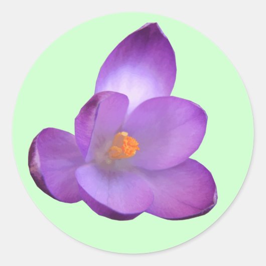 Mooie Crocus Sticker (Voorkant)