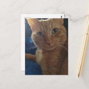 Mooie Cute Ginger Tabby Kat Briefkaart