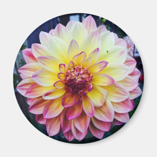 Mooie Dahlia op een magneet (Voorkant)