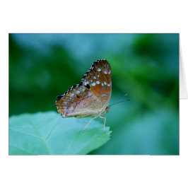 Mooie Danaus Plexippus Butterfly op Leaf.