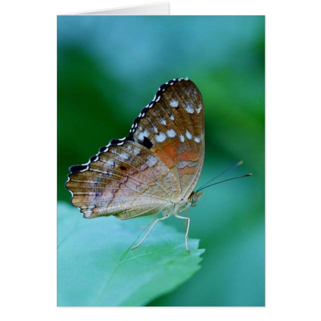 Mooie Danaus Plexippus Butterfly op Leaf. (Voorkant)