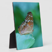 Mooie Danaus Plexippus Butterfly op Leaf. Fotoplaat (Zijkant)