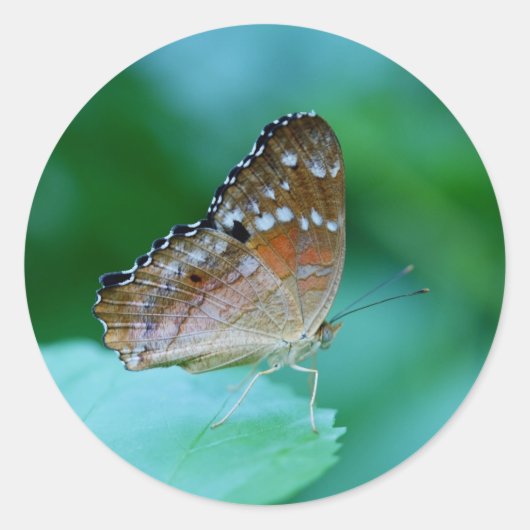 Mooie Danaus Plexippus Butterfly op Leaf. Ronde Sticker (Voorkant)