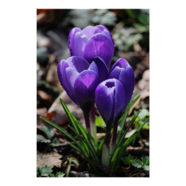 Mooie Deep Paarse Spring Crocus Flowers Perfect Poster