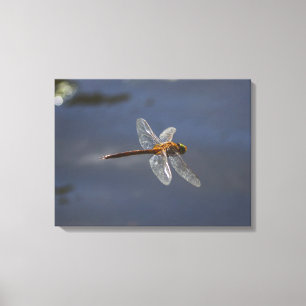 Mooie Dragonfly close-up over water Canvas Afdruk