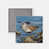 Mooie Dunlin Shorebird bij het strand Magneet (Voorkant / Achterkant)