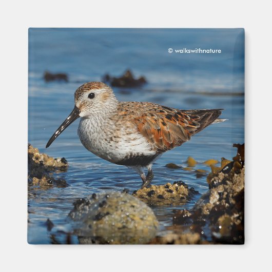 Mooie Dunlin Shorebird bij het strand Magneet (Voorkant)