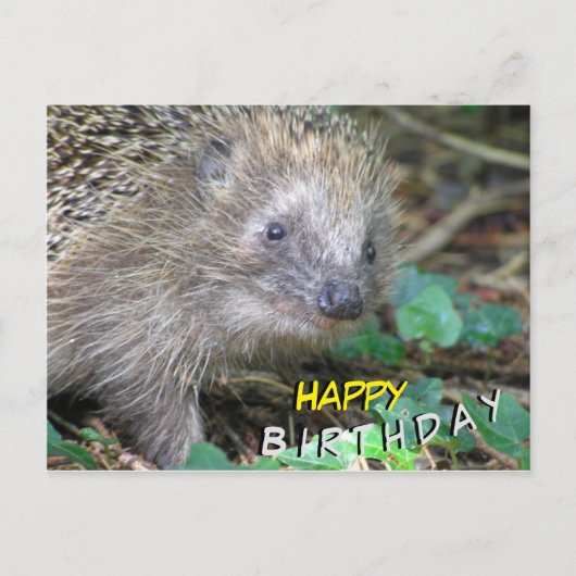 Mooie Egel Gelukkige Verjaardag Ansichtkaart Briefkaart (Voorkant)