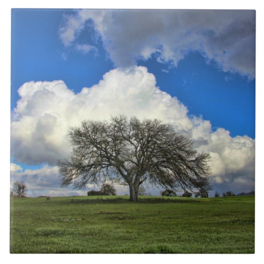 Mooie eikenboom met wolken Natuur Tegeltje (Voorkant)