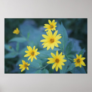 Mooie Elegant Daisy Sunchoke Yellow Flowers Poster