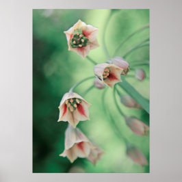 Mooie Elegant Honey Garlic Flowers Poster