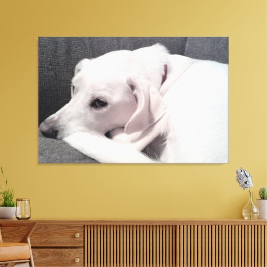 Mooie elegante witte hond Uitstekend Canvas Afdruk (Insitu (Woonkamer))