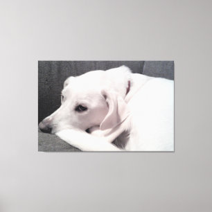 Mooie Elegante Witte Hond Verfijnd Canvas Afdruk