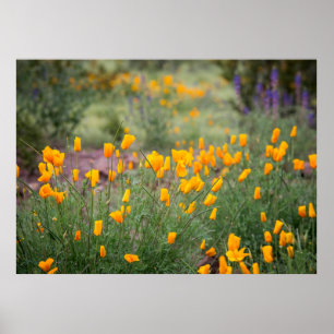 mooie en geurige wilde bloemen die in tucs groeien poster