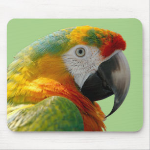 Mooie en kleurrijke Macaw Parrot Muismat