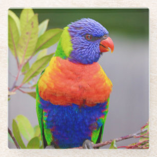 Mooie en kleurrijke regenboog Loriket Parrot Glazen Onderzetter