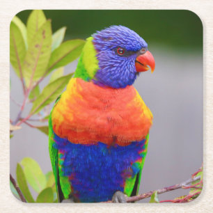 Mooie en kleurrijke regenboog Loriket Parrot Vierkante Kartonnen Onderzetter