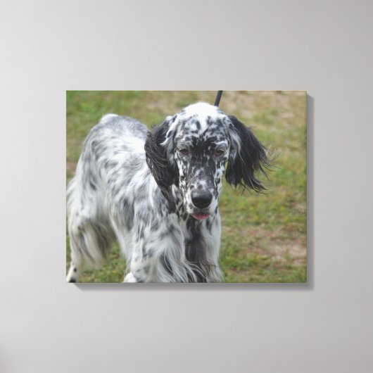 Mooie Engelse Setter Dog Canvas Afdruk (Voorkant)