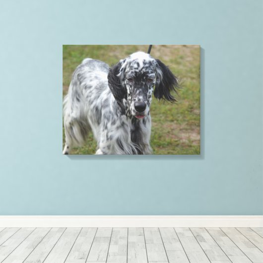 Mooie Engelse Setter Dog Canvas Afdruk (Insitu (Houten vloer))