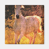 Mooie Equine Magneet (Voorkant)