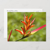 Mooie Flora in Belize Briefkaart (Voorkant / Achterkant)