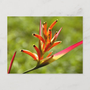 Mooie Flora in Belize Briefkaart