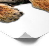 Mooie foto van Bengal Tiger Face Poster (Hoek)