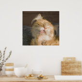 Mooie foto van Maine Coon Cat Preening Poster (Keuken)