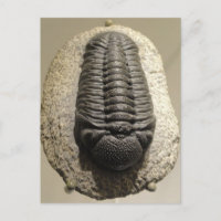 Mooie foto van Phacops trilobite fossiel