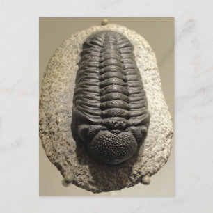 Mooie foto van Phacops trilobite fossiel Briefkaart