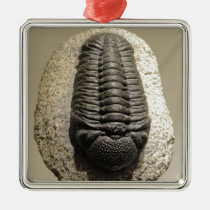 Mooie foto van Phacops trilobite fossiel Metalen Ornament