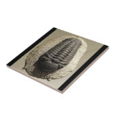 Mooie foto van Phacops trilobite fossiel Tegeltje (Zijkant)
