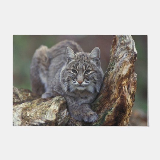 Mooie foto van Wild Bobcat Deurmat (Voorkant)