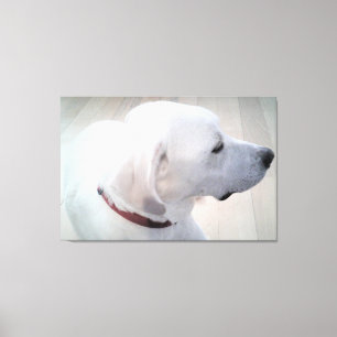 Mooie foto van wit profiel van Labradoodle-mengsel Canvas Afdruk