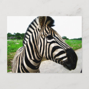 Mooie foto van Zebra Briefkaart