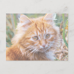 Mooie Funky Siamese Kat Kleuter Schilderij Briefkaart