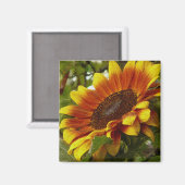 Mooie gele en Oranje zonnebloemen Magnet Magneet (Voorkant / Achterkant)