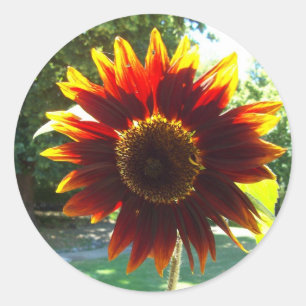 Mooie gele en rode zonnebloempitker ronde sticker