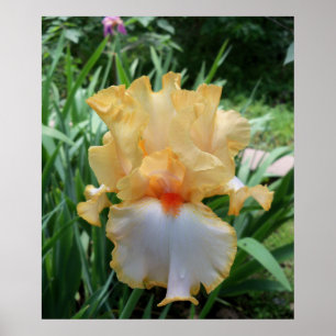 Mooie Gele en Witte Iris Bloem Foto Poster