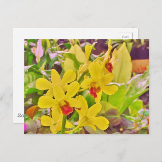 Mooie gele herfstorchideeën briefkaart (Voorkant / Achterkant)