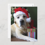 Mooie gele labrador kerstman feestdagenkaart (Voorkant / Achterkant)