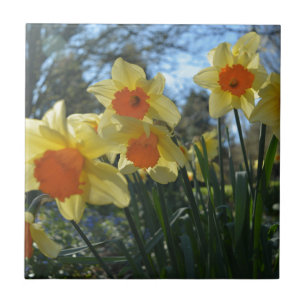 Mooie gele lente, oranje daffodilbloemen tegeltje