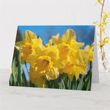 Mooie Gele Narcissen